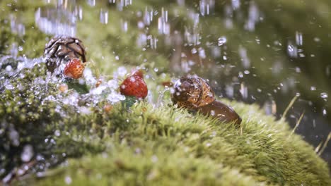 close-up de la vida silvestre de una y fresas silvestres y caracol en la fuerte lluvia en el bosque. disparado en cámara súper lenta 1000 fps.