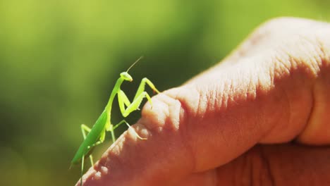 Praying-mantis-on-hand