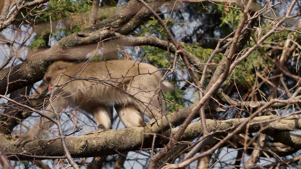 macaco salvaje japonés descansando en un árbol y luego trepando a cuatro patas en un día de invierno