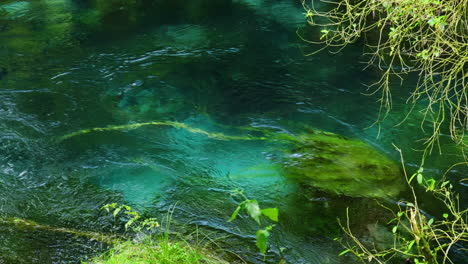 Moss-underwater-floating-in-crystal-clear-water-at-Blue-Spring-Putaruru,-New-Zealand