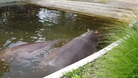 Nilpferde-In-Einem-Künstlichen-Teich