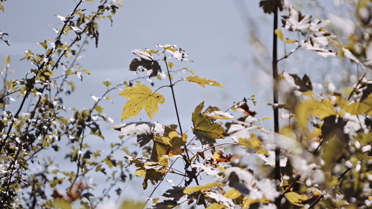 호수 의 가을 잎