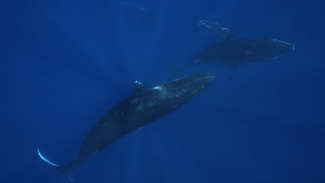 Slow-motion-shot-of-humpback-whales-coming-up-to-the-surface-from-the-deep-blue-in-the-clear-tropical-waters-of-French-Polynesia,-Tahiti