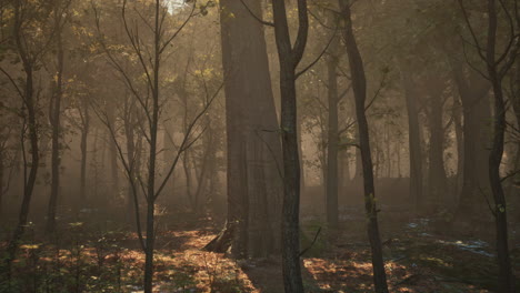 Warme-Herbstlandschaft-In-Einem-Wald