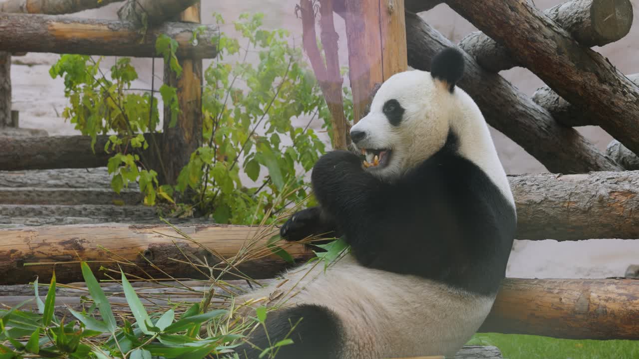 el panda gigante (ailuropoda melanoleuca) también conocido como el oso panda o simplemente el panda, es un oso nativo del sur de china central.