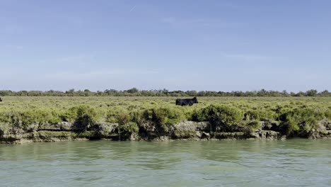 Toros-Negros-Con-Grandes-Cuernos-Corren-A-Lo-Largo-De-Un-Río-Cuando-Hace-Buen-Tiempo-En-Una-Reserva-Natural-En-Francia