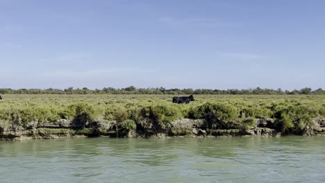 los toros negros con grandes cuernos corren a lo largo de un río en buen tiempo en una reserva natural en francia