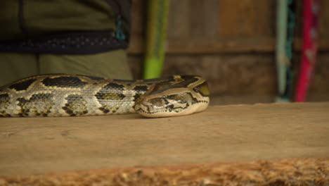 cabeza de serpiente pitón tigre oscuro sobre la mesa en