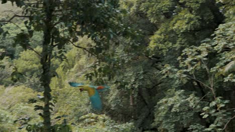 green macaw flying over the trees in central america