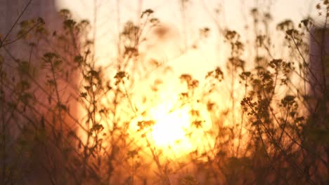 sunset through wildflowers