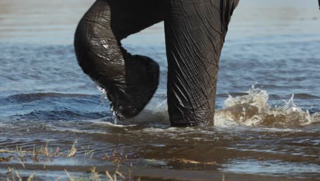 primer plano extremo de los pies de un elefante chapoteando a través del río khwai en cámara lenta, botswana