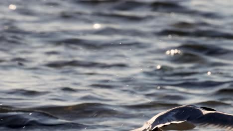 a seabird lifts off from the water