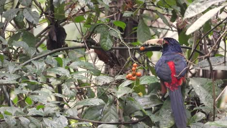 Pájaro-Aracari-Con-Collar-Alimentándose-De-Bayas-De-Color-Naranja-Brillante-En-Una-Selva-Tropical