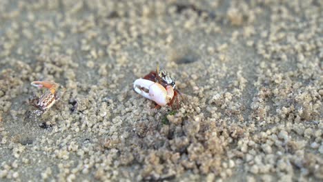 Nahaufnahme-Von-Meerestieren,-Männlichen-Winkerkrabben-Und-Austruca-Annulipes-Mit-Asymmetrischen-Krallen,-Die-Bei-Ebbe-Am-Sandstrand-Nach-Mineralien-Suchen-Und-Nippen