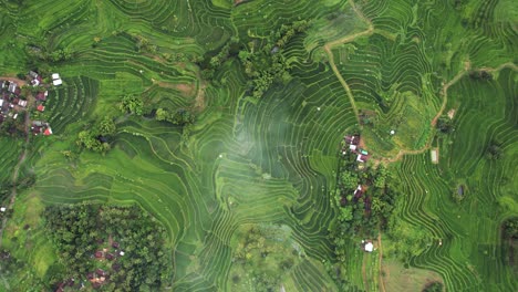 vista aérea de las terrazas de arroz verde en lombok, indonesia