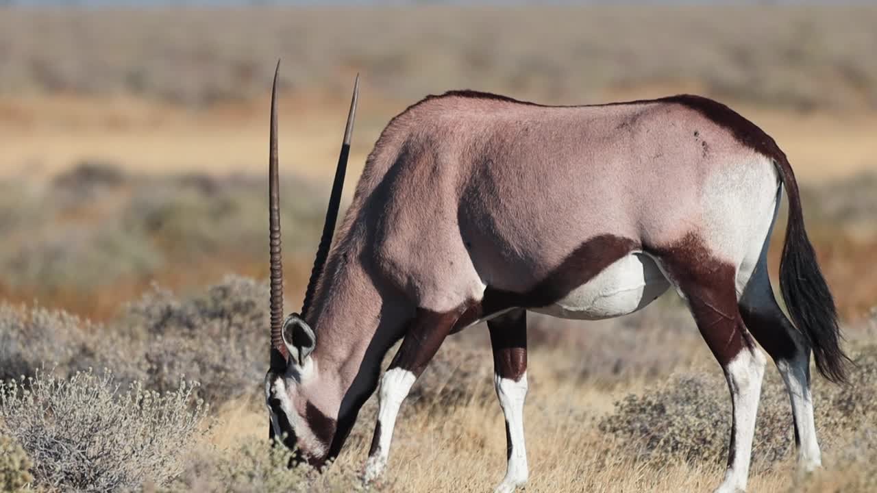 Oryx on Namibian Savannah in Etosha National Park, wildlife footage