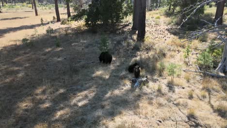 Osos-Mamá-Oso-Y-Cachorros-Jugando-En-El