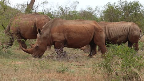 Eine-Gruppe-Breitmaulnashörner,-Die-Sich-Beim-Gehen-Durch-Den-Rahmen-Ernähren,-Krüger-Nationalpark