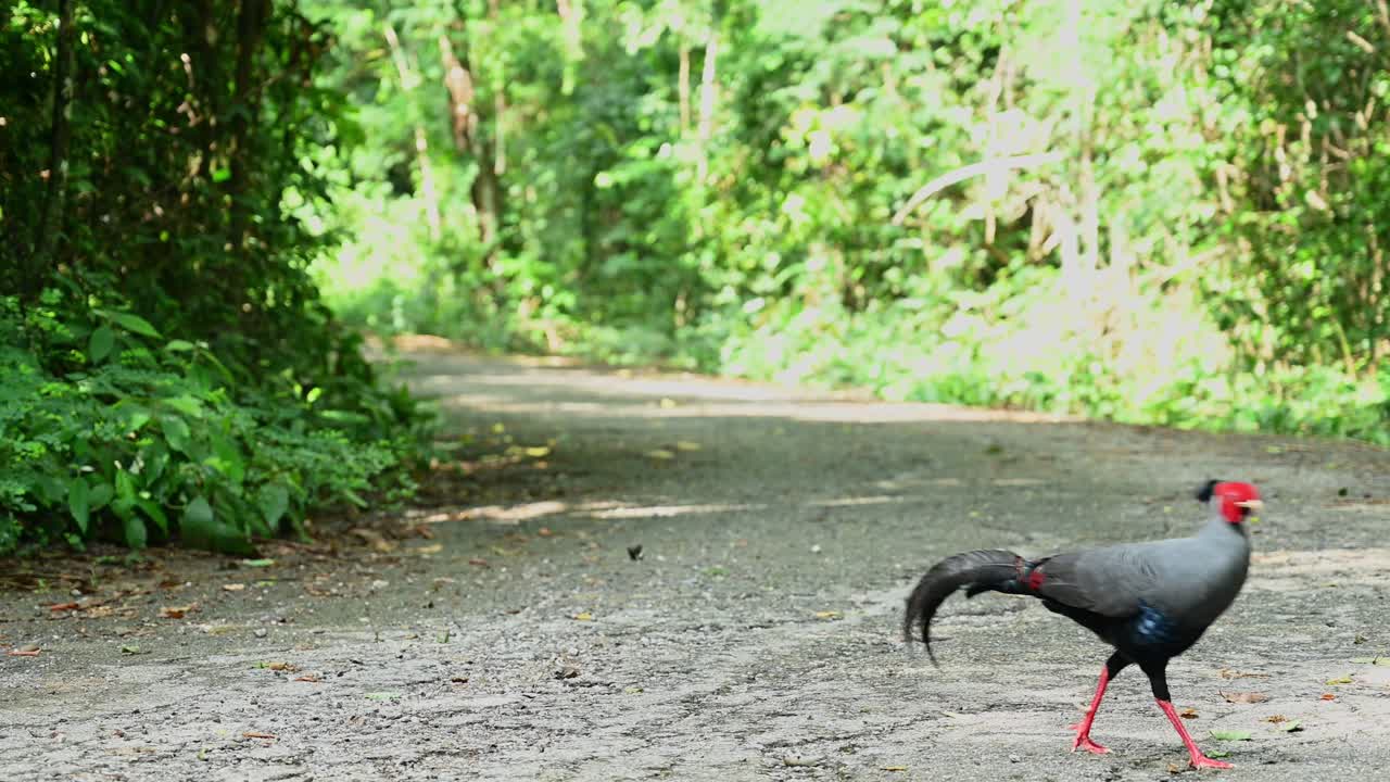 샴 파이어백, 로푸라 디아르디