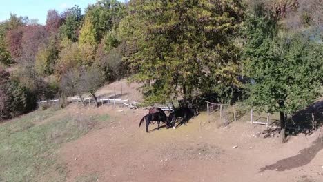 caballos debajo de los tres comiendo hierba
