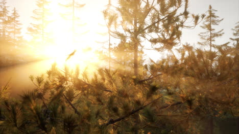 hora de oro en un bosque de pinos