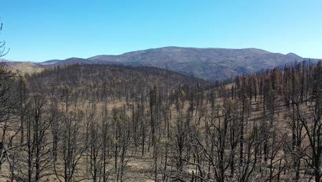 Antena-Lenta-A-Nivel-Del-Suelo-A-Través-De-árboles-Forestales-Destruidos-Quemados-Y-Destrucción-Del-Desierto-Del-Fuego-Caldor-Cerca-Del-Lago-Tahoe,-California