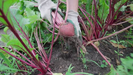 gardener wearing hand gloves harvesting fresh beetroot in the garden