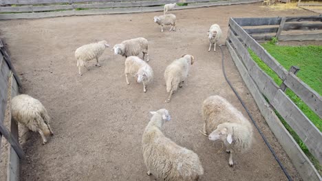 herd of white domestic sheep in a fenced environment on a shady autumn day