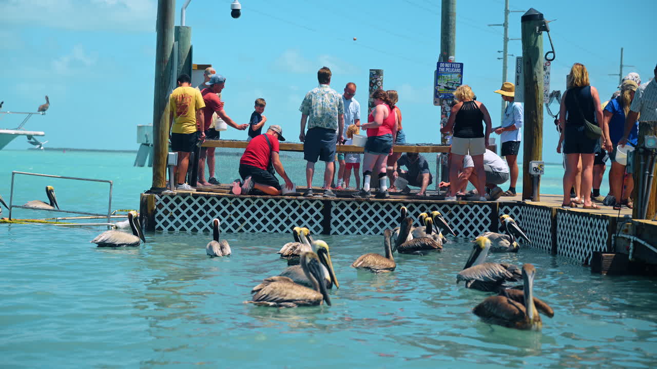 Key West, USA, 9. huhtikuuta 2026: Turistit ruokkivat pelikaaneja laiturilta Key Westissä. Ihmisiä seisomassa venesataman laiturilla ruokkimassa pelikaaneja matalassa turkoosissa vedessä Key Westissä, Floridassa.