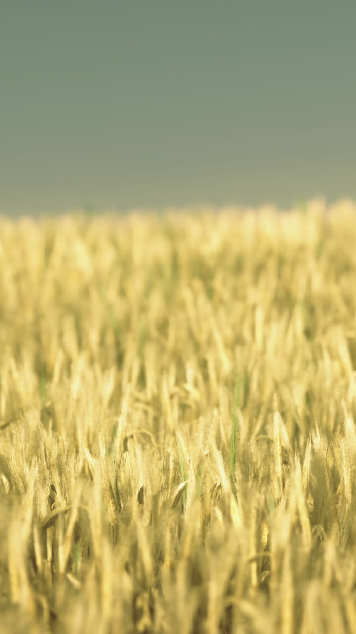 Golden waves of grain dancing under the warm summer sun in a vast field