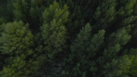aerial view of clustered trees, dark green, spooky