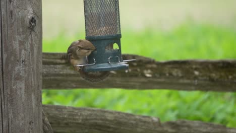 ardilla alimentándose de un comedero para pájaros oscilante en cámara lenta