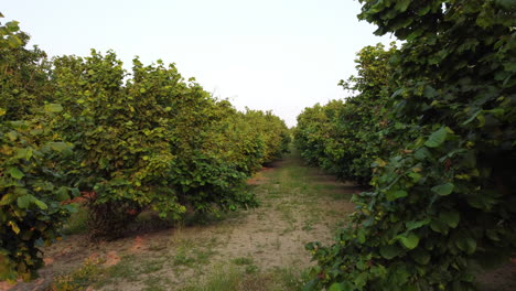 Hazelnut agriculture organic cultivation field
