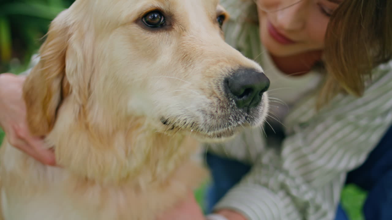 Cute dog muzzle enjoy woman caressing on green nature closeup. Happy retriever