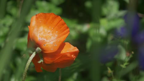 a beautiful orange poppy being inspected by a bee on a sunny day