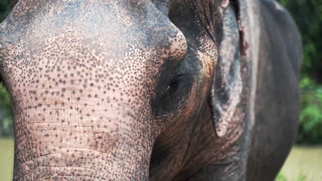 forehead and head of asian elephant with skin losing its pigment