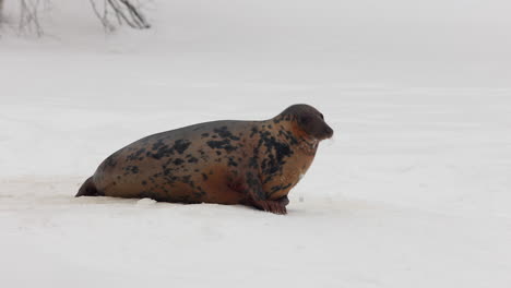 Foca-Gris-Adulta-Esquivando-El-Agujero-En-La-Capa-De-Hielo