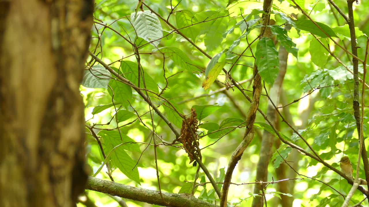 감보아 열대우림 보호구역, 파나마, 정적 중간 샷의 가지를 통해 날아가는 새