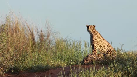 toma amplia de dos hermanos guepardos sentados y tumbados en la duna bajo una hermosa luz en el parque transfronterizo kgalagadi