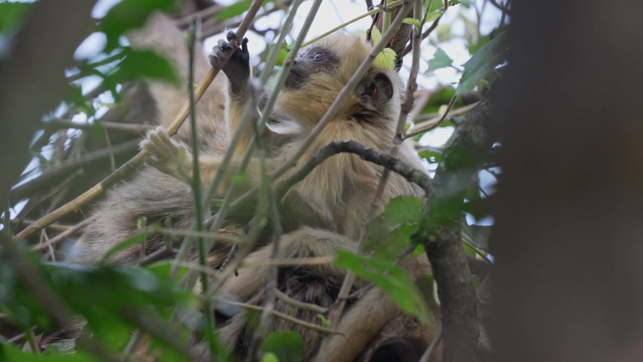 Scimmia urlatrice nera e dorata femmina riposa con il suo cucciolo tra fitti rami e foglie verdi, offrendo un intimo momento di comportamento della fauna selvatica nella volta della foresta.
