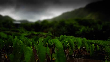 Un-Lapso-De-Tiempo-Estilizado-De-Campos-Verdes-Con-Nubes-Sobre-Su-Cabeza