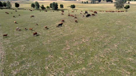 aerial view of a big herd of cows on a big farm field