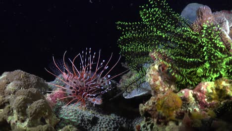 spotfin lionfish on coral reef at night