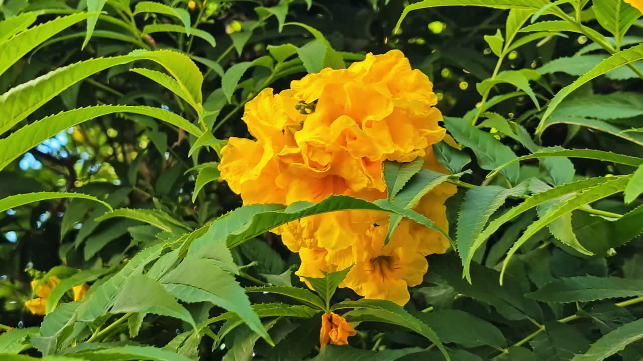 Close-up of a vibrant yellow bells flower cluster surrounded by lush green foliage