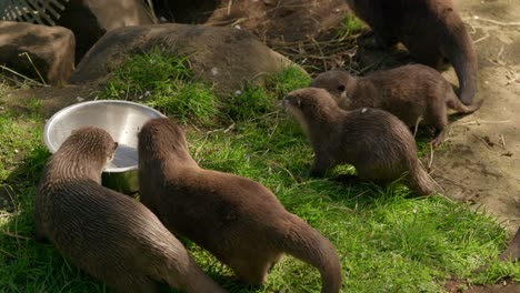 Un-Primer-Plano-De-Un-Grupo-Familiar-De-Nutrias-Asiáticas-De-Garras-Pequeñas-Comiendo-De-Un-Bol-Entre-Sí-Antes-De-Marcharse-Juntos