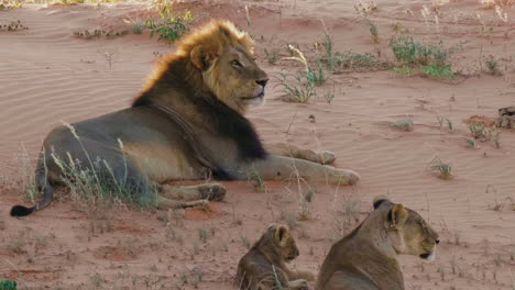 black-maned lion resting on the sand dune in kgalagadi, south africa with cub - closeup shot