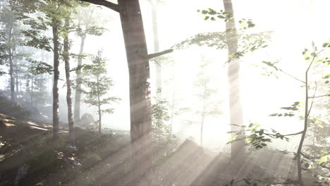 rays of sunlight falling into a misty forest