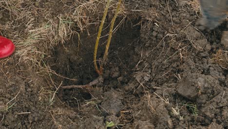 footage of woman with gardening spade digging outdoors during tree planting event