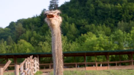 the ostrich interacts playfully with visitors, offering delightful moments of connection.