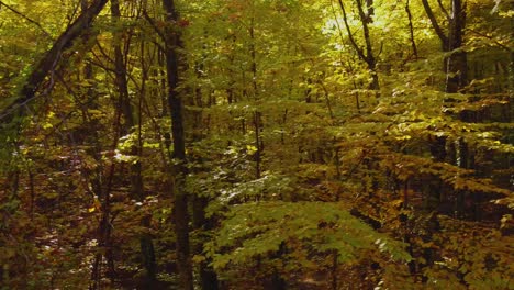 Sideview-of-a-forest-and-the-sun-on-a-mountain